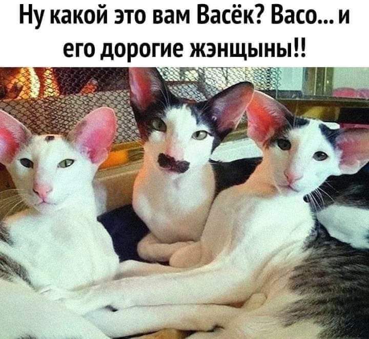 Ну какой это вам Васёк Васа и жэнщыны