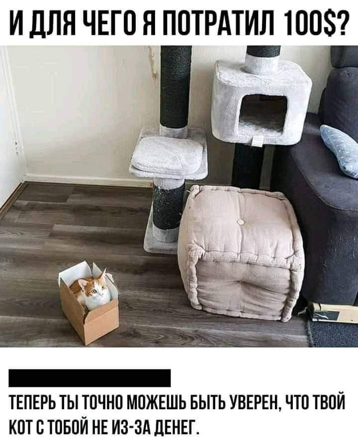 И для ЧЕГО Я ПОТРАТИЛ ТООЗ _ ТЕПЕРЬ ТЫ ТОЧНО МОЖЕШЬ БЫТЬ УВЕРЕН ЧТО ТВОЙ КОТ О ТОБОЙ НЕ ИЗ ЗА ЦЕНЕГ