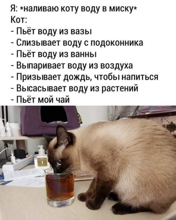 Я напиваю коту воду в миску Кот Пьёт воду из вазы Слизывает воду с подоконника Пьёт воду из ванны Выпаривает воду из воздуха Призывает дождь чтобы напиться Высасывает воду из растений Пьёт мой чай