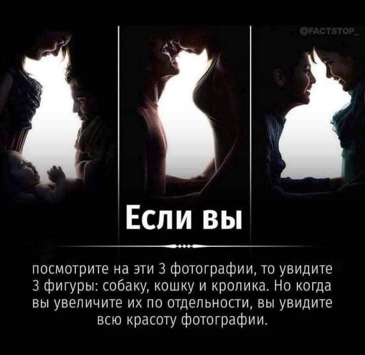 Если вы посмотрите на эти 3 фотографии то увидите 3 фигуры собаку кошку и кролика Но когда вы увеличите их по отдельности вы увидите всю красоту фотографии