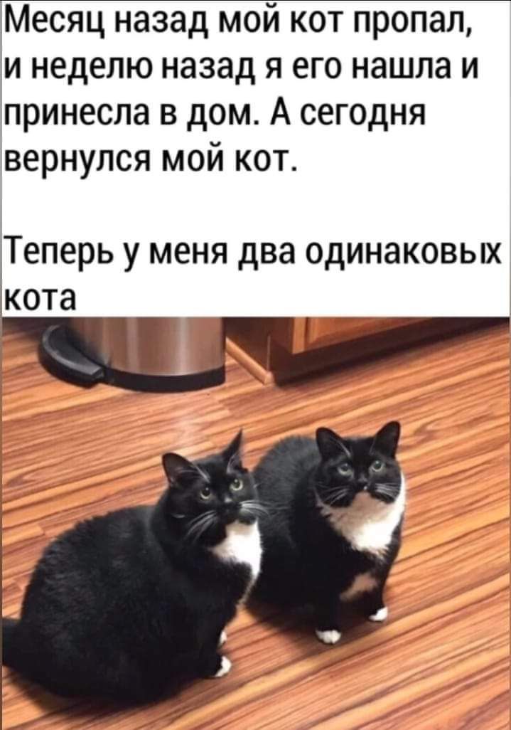 Месяц назад мой кот пропал и неделю назад я его нашла и принесла в дом А сегодня вернулся мой кот Теперь у меня два одинаковых 2кота _