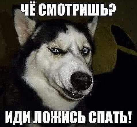 Лё смотришь?   Иди пшнивь спать!