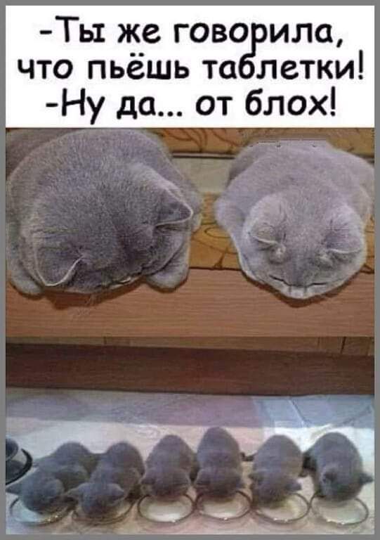 Ть1 же гово ила что пьёшь та летки Ну до от блох