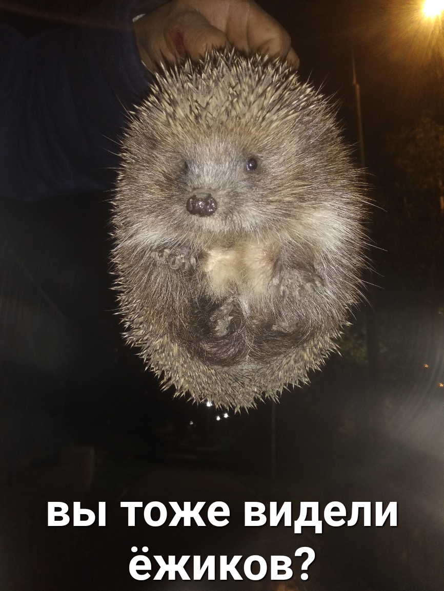 вы тоже видели ёжиков