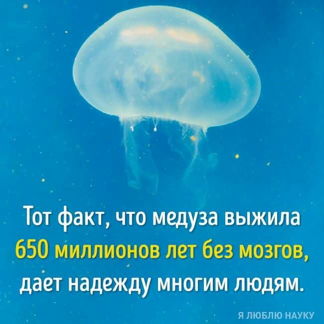 Тот факт что медуза выжила 650 миллионов лет без мозгов дает надежду многим людям картинки