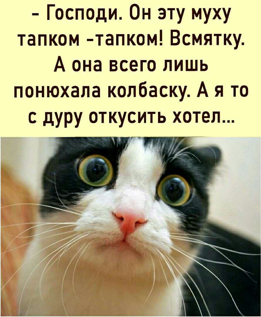 Господи Он эту муху тапком тапком Всмятку А она всего лишь понюхала колбаску А я то с дуру откусить хотел 1х