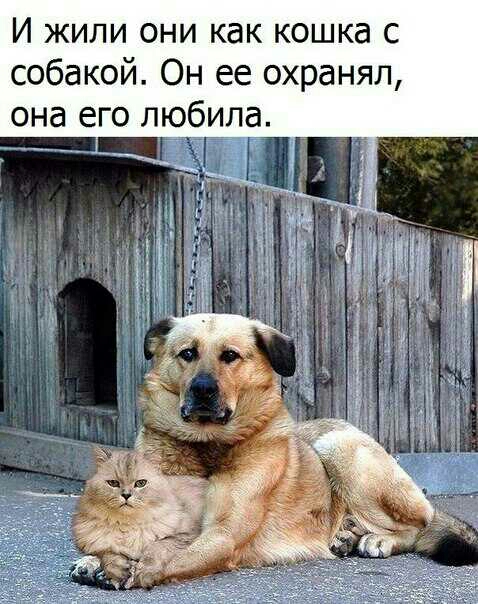И жили они как кошка с собакой Он ее охранял она его любила _ _1 д __ _