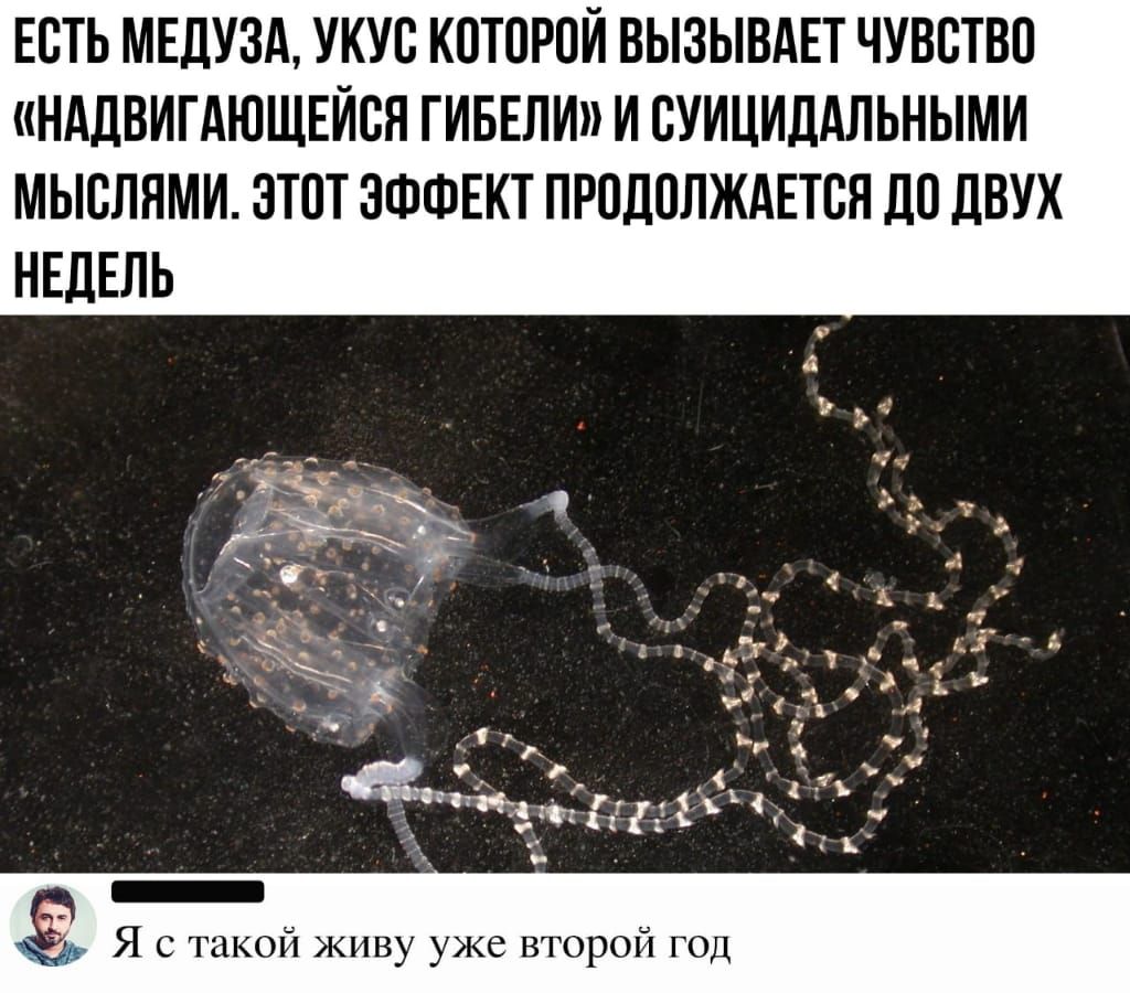 Есть МЕДУЗА укус которой вызывдЕт чувство нддвигдюшЕйся гивели и суицидАльными мыслями этот ЭФФЕКТ ПРОДОЛЖАЕТСЯ до двух НЕДЕЛЬ Я с такой живу уже второй год
