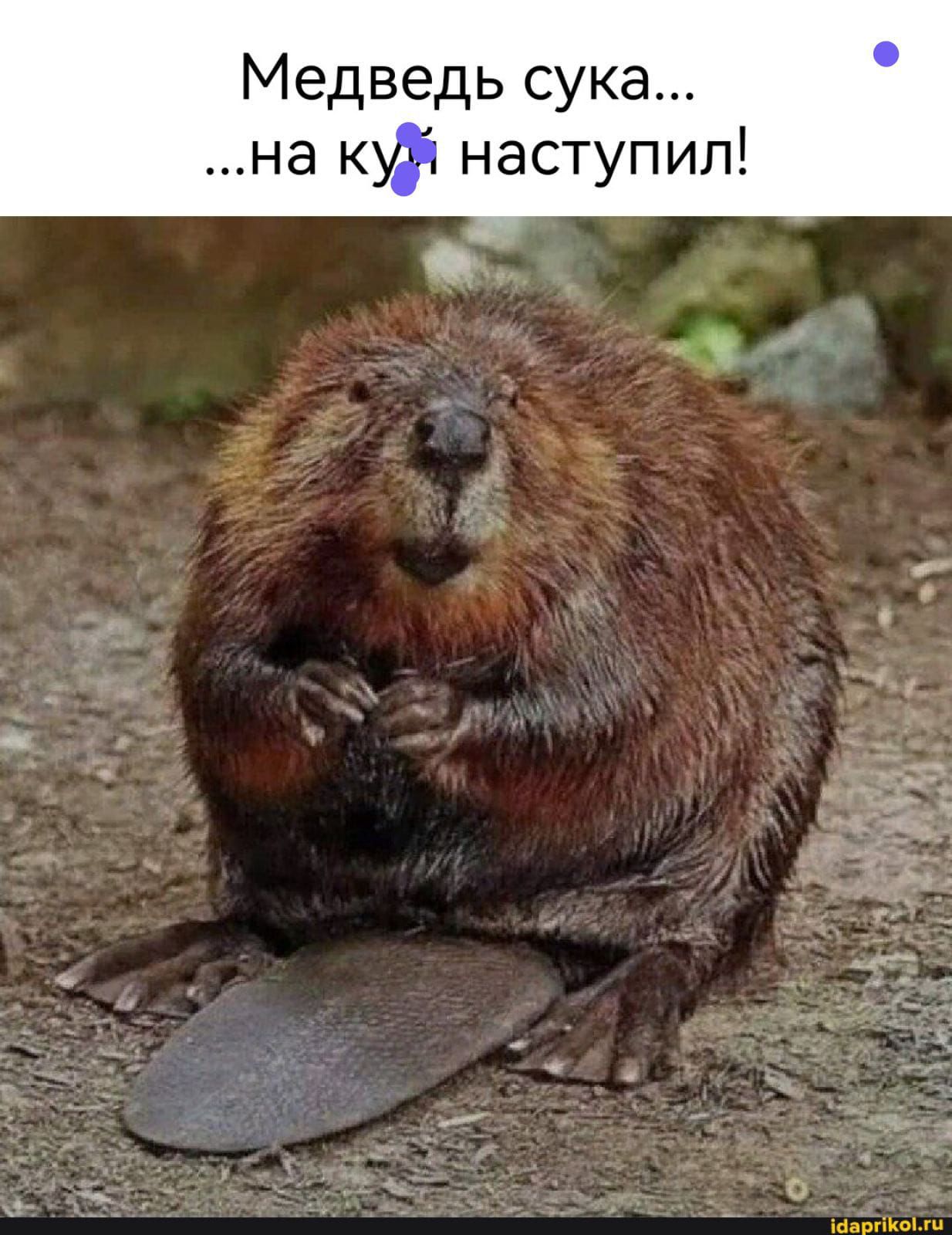 Медведь сука на куй наступил
