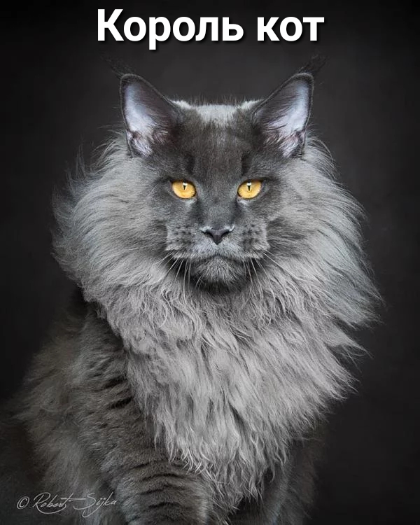 Король кот