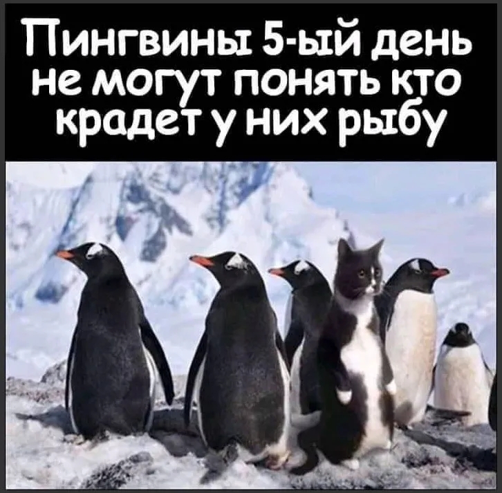 Пингвины 5 ый день не могут понять кто крадет у них рыбу