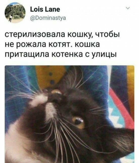 _оі5 _апе ВоткПззТуа СТЕРИЛИЗОВЭЛЭ КОШКУ ЧТОбЫ не рожала КОТЯТ КОШКЗ ПРИТЗЩИПЗ котенка С УЛИЦЫ