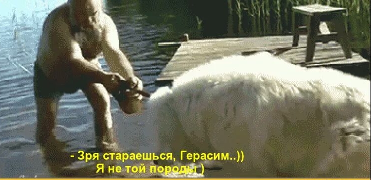 ря стараешься Герасим Я ныт