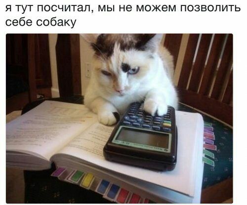 Я ТУТ ПОСЧИТЗД МЫ не МОЖЕМ ПОЗВОЛИТЬ себе собаку