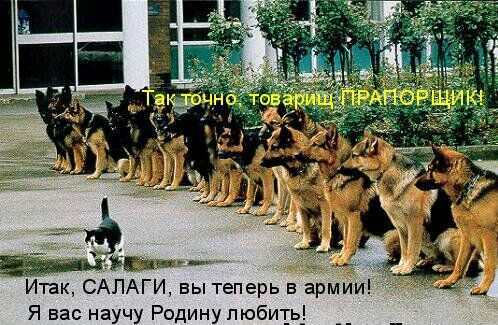 Итак САЛАГИ вы теперь в армии Я вас научу Родину любит