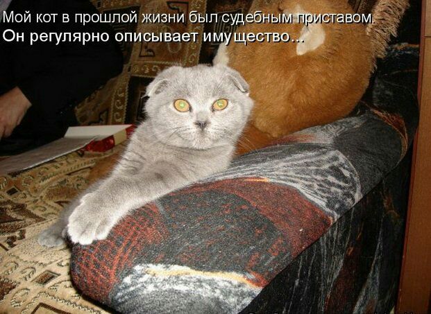 Мой кот в прошлой жизни был судебны Он регулярно описывает им щества