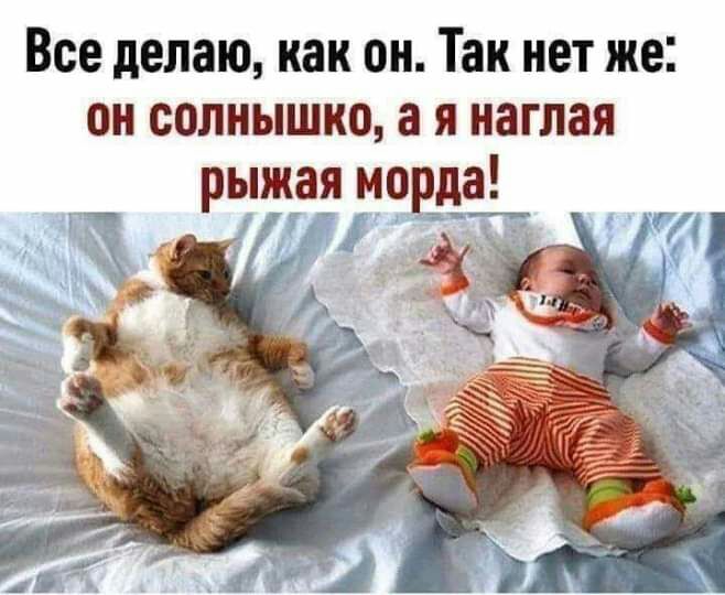 Все делаю как он Так нет же он солнышко а я наглая рыжая морда а 7