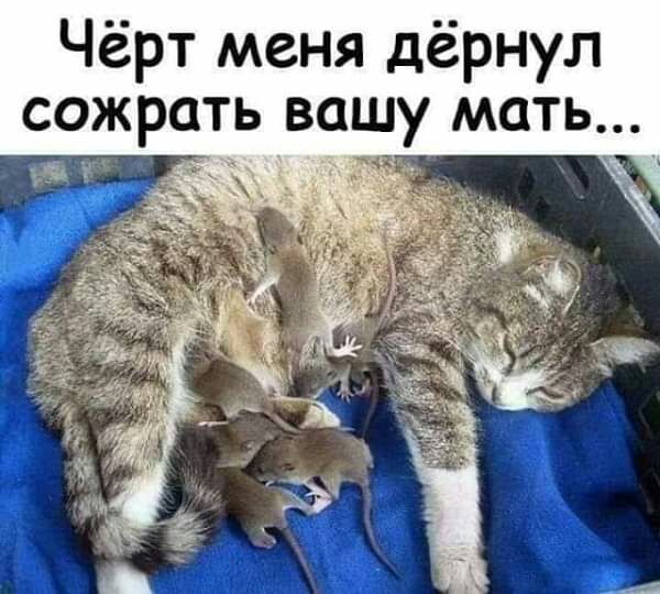 Чёрт меня дёрнул сожрать вашу мать