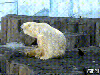 ЧШ ПП