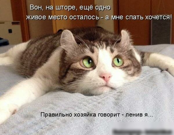 Вон на шторе ещё одно живое место осталось а мне спать хочется Правильно хозяйка творит пенив я