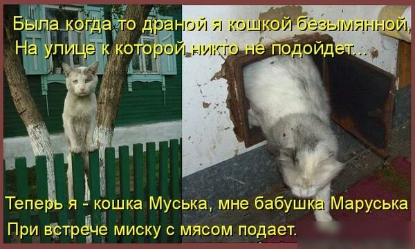 При аттаче миску мясом подает