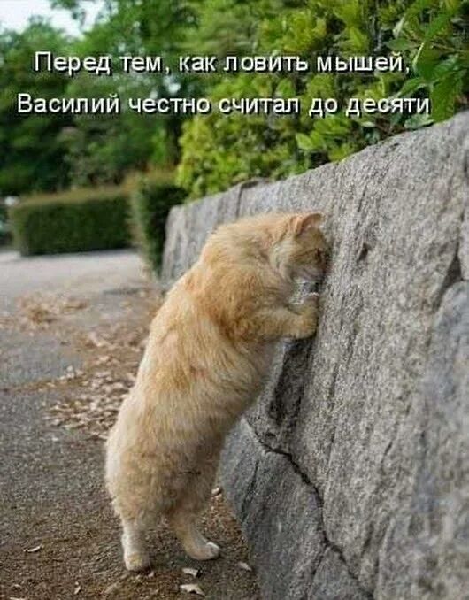 ТН ёс Василиищ
