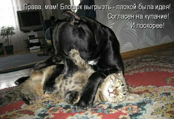 драва мам выгрчзйдехои была идея