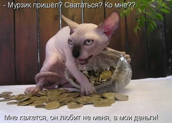 Мурзик пришёл Сватёться Ко мне МОИ