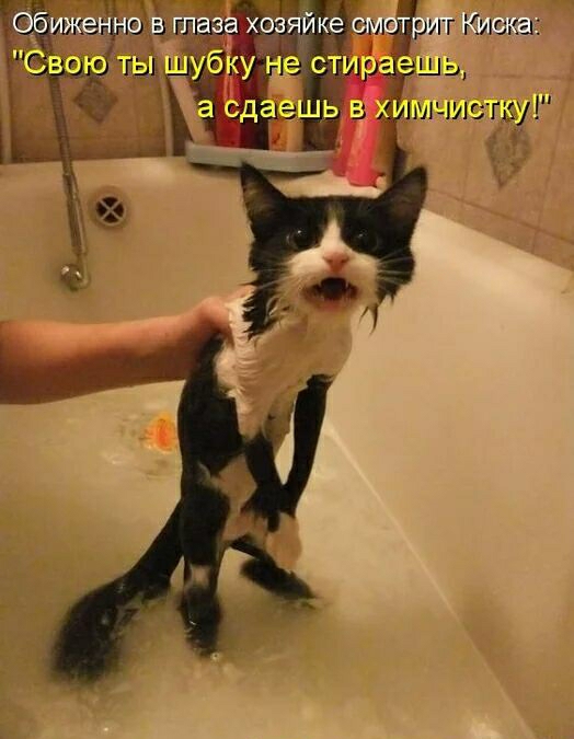 рит ист НЛЧИ гау