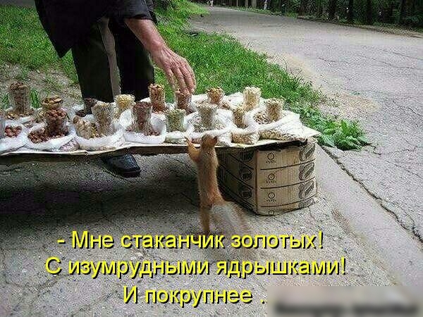 и мы пш тупые е