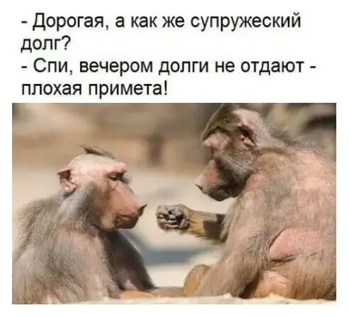 Дорогая а как же супружеский долг Спи вечером долги не отдают плохая примета