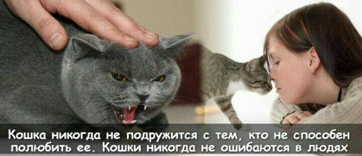 Кошка никогда не подружится с тем кго не способен полюбить ее Кошки никогда не ошибаются в людях