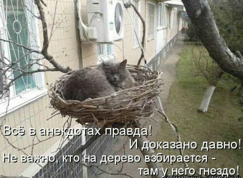 пагх правда И деказёно давно а кто Ъа дерево взбирается _ тамунего шездо