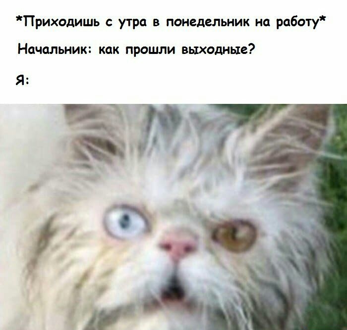 Приходишь с утра в понедельник на работу Начальник как прошли выходные Я