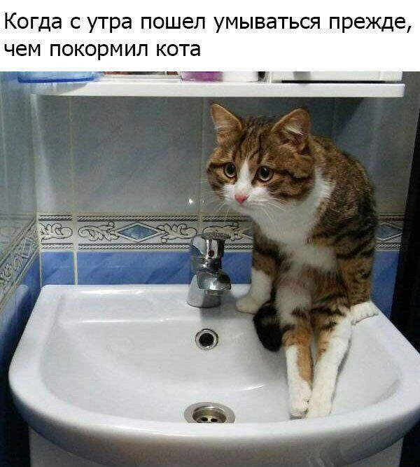 Когда с утра пошел умываться прежде чем покормил кота