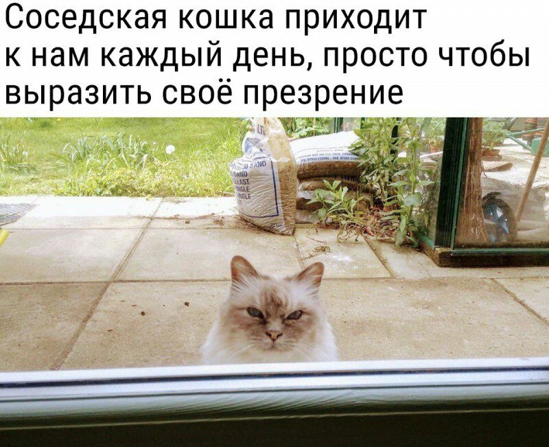 Соседская кошка приходит к нам каждый день просто чтобы выразить своё презрение 3111 ь