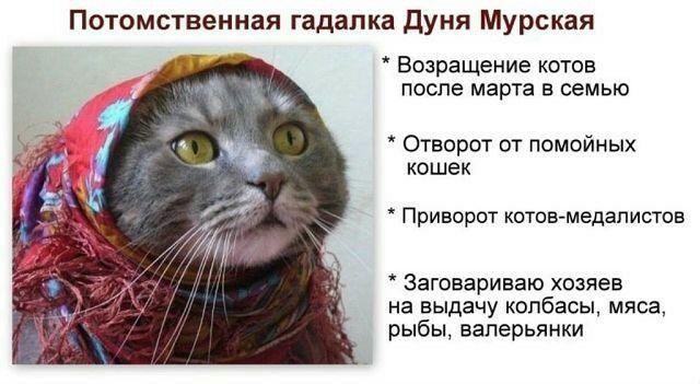 Потомственная гадалка дуня Мурская Возращение котов после марта в семью Отворот от помойных кошек Приворот котов медалистов Заговариваю хозяев на выдачу колбасы мяса рыбы валерьянки