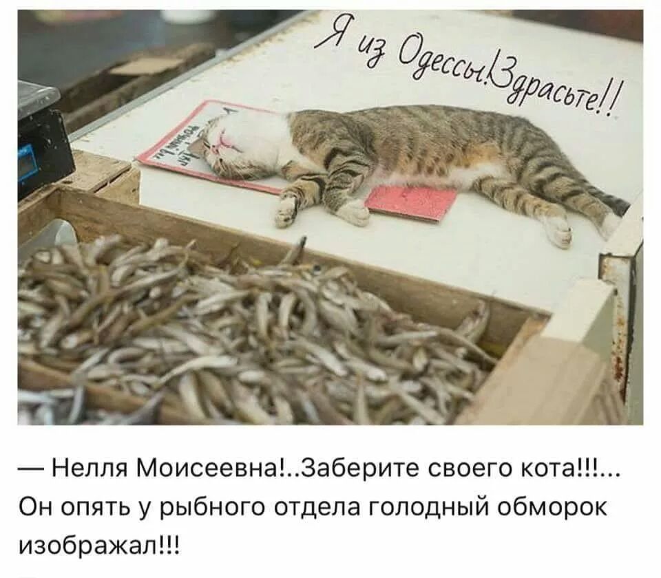 Нелля Моисеевна3аберите своего кота Он опять у рыбного отдела голодный обморок изображал