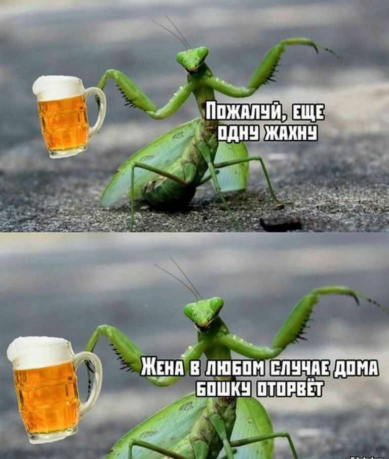 в майн впнчпШЩШ шкн шпинат