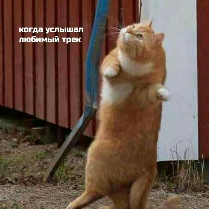 когда услышал любимый трек