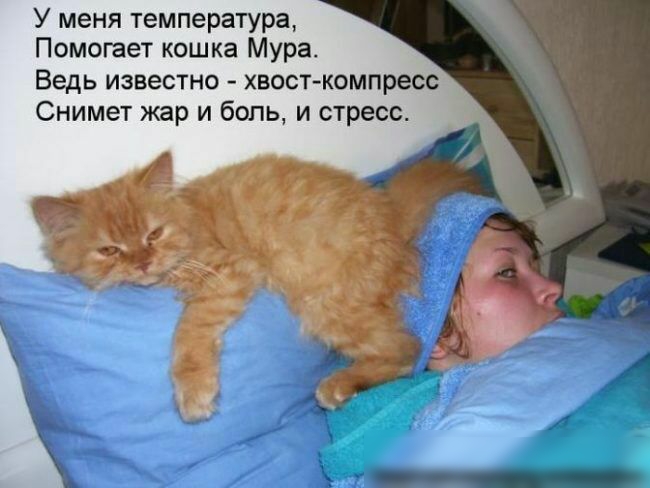 У меня температура Помогает кошка Мура Ведь известно хвост компресс Снимет жар и боль и стресс