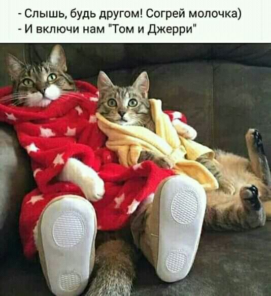 Слышь будь другом Согрей молочка И включи нам Том и Джерри