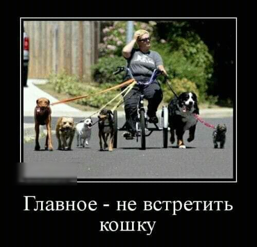 Главное не встретить кошку