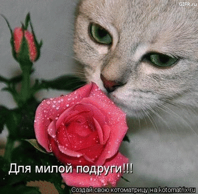 Для мило тычут Саздай свою иматищ на иш ш