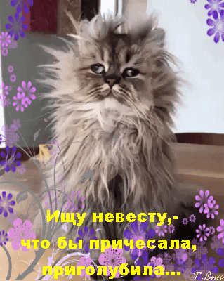 невесту пжесапа _ 7131