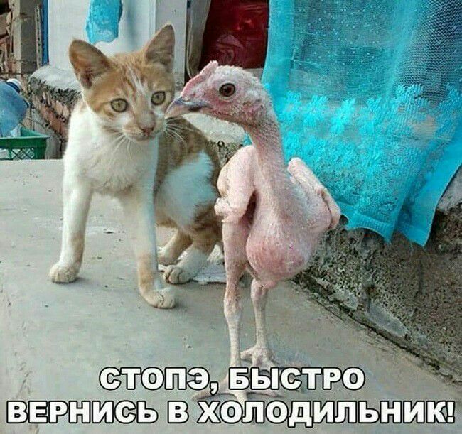 и стоп _ шт