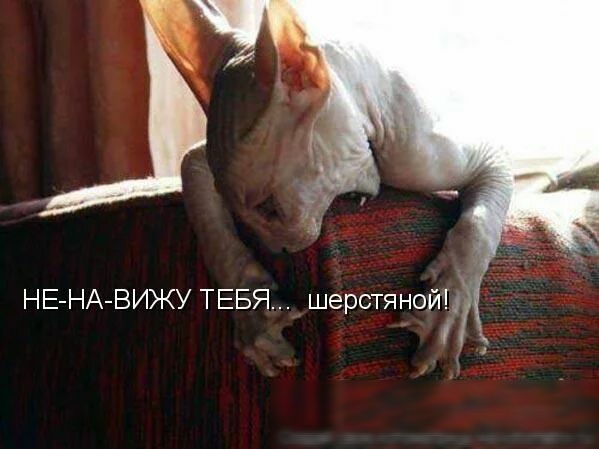 НЕ НА ВИЖУ ТЕБЯ шерстяной 5