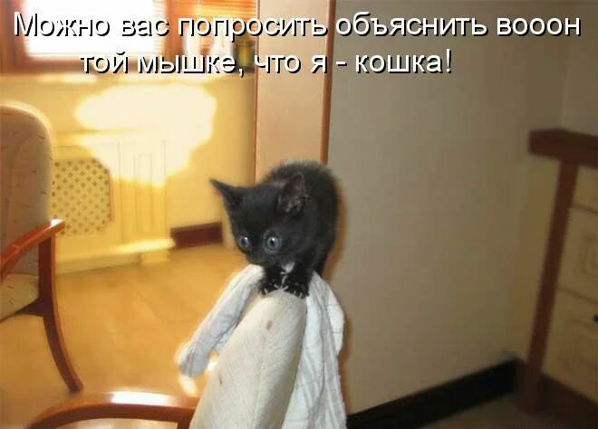объяснить вооон _ кошка