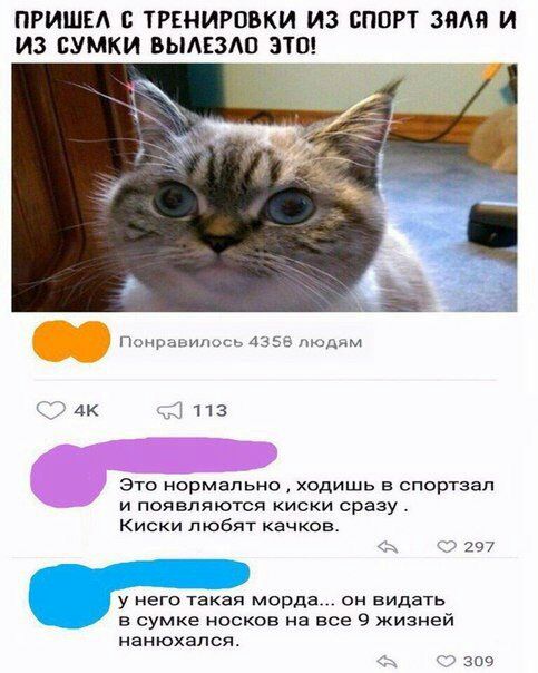 ПРИШЕА с ТРЕНИРОВКИ ИЗ СПОРТ 3611 И ИЗ СУМКИ ВЫАЕЗШ ЭТП Элк 113 Это нормально ходишь в спортзал и появляются киски сразу Киски любит качков 297 у НеГО такая морда он видать в сумке носков на все 9 жизней нанюхапся 309