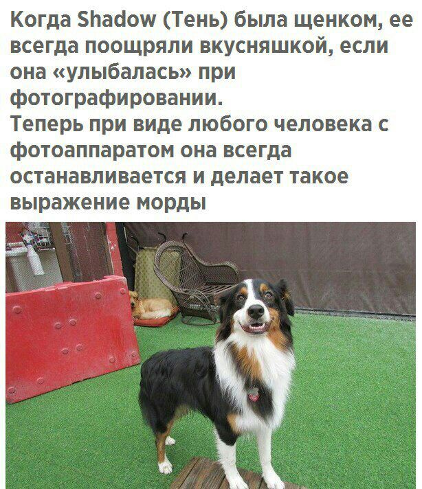 Когда Ьааош Тень была щенком ее всегда поощряли вкусняшкой если она улыбалась при фотографировании Теперь при виде любого человека с фотоаппаратом она всегда останавливается и делает такое выражение морды
